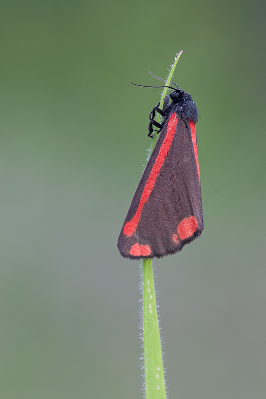 Cinnabar Moth